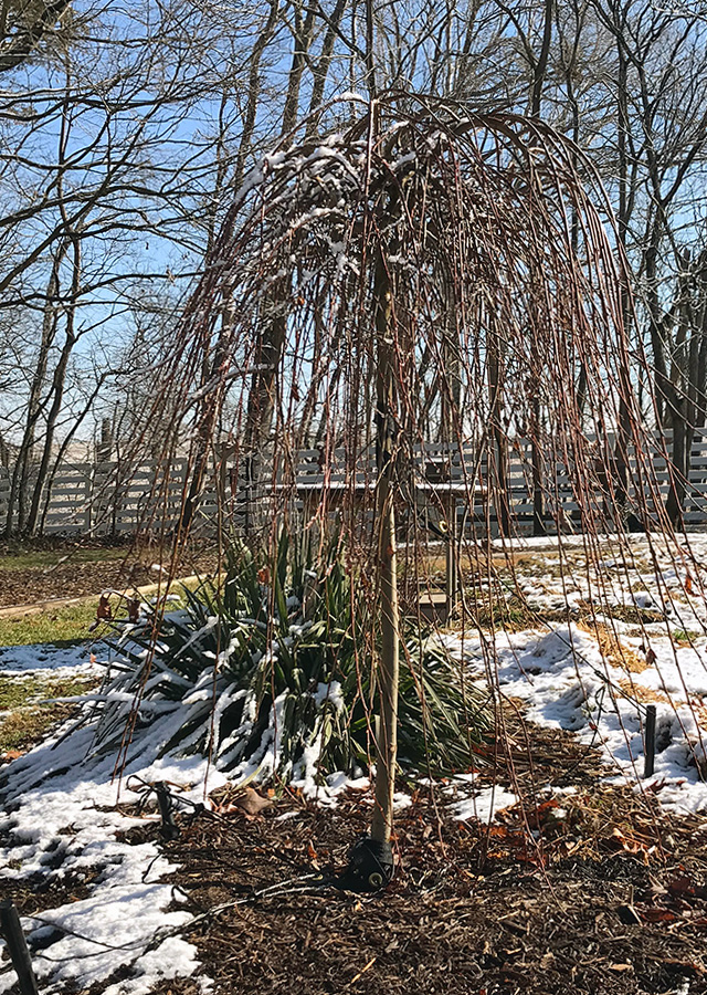 garden_Feb22_900x640_a