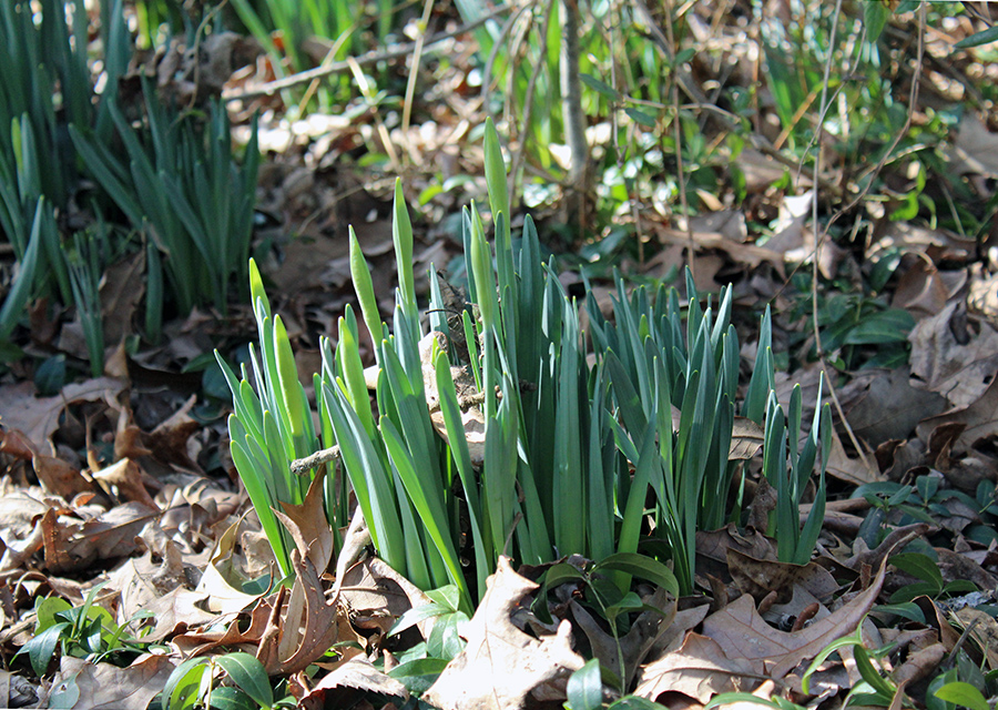 garden_Feb22_900x640_f