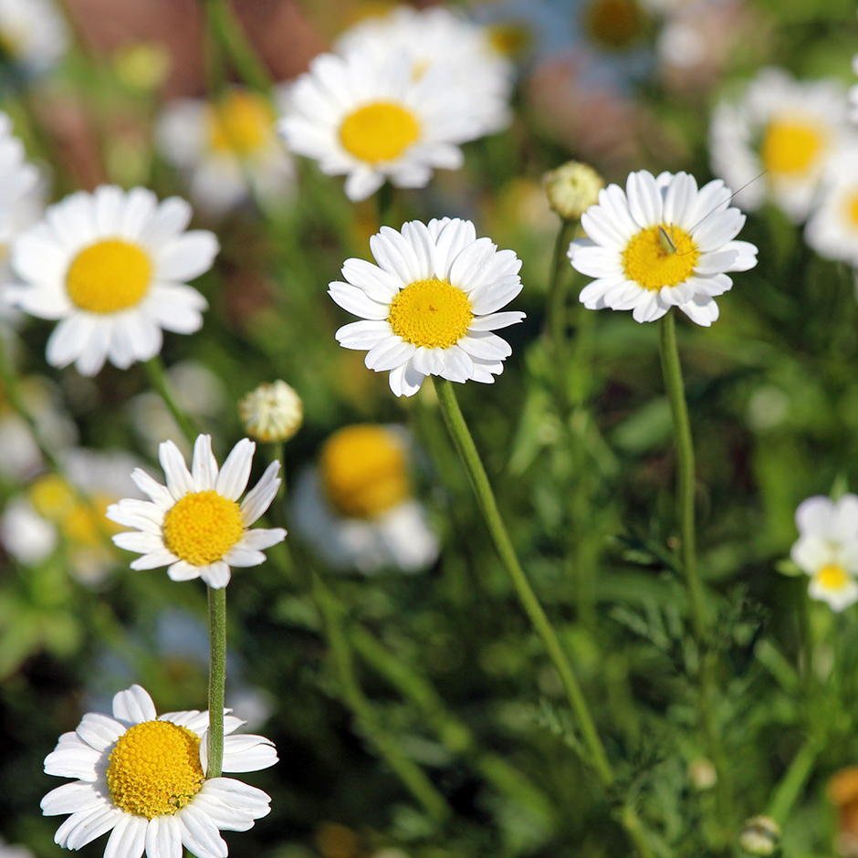 garden-summer-f2_Jul24_940x