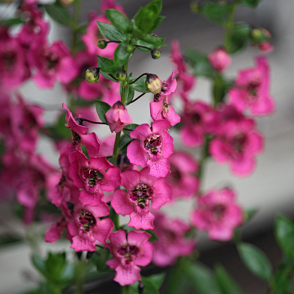 garden-summer-f5_Jul24_940x