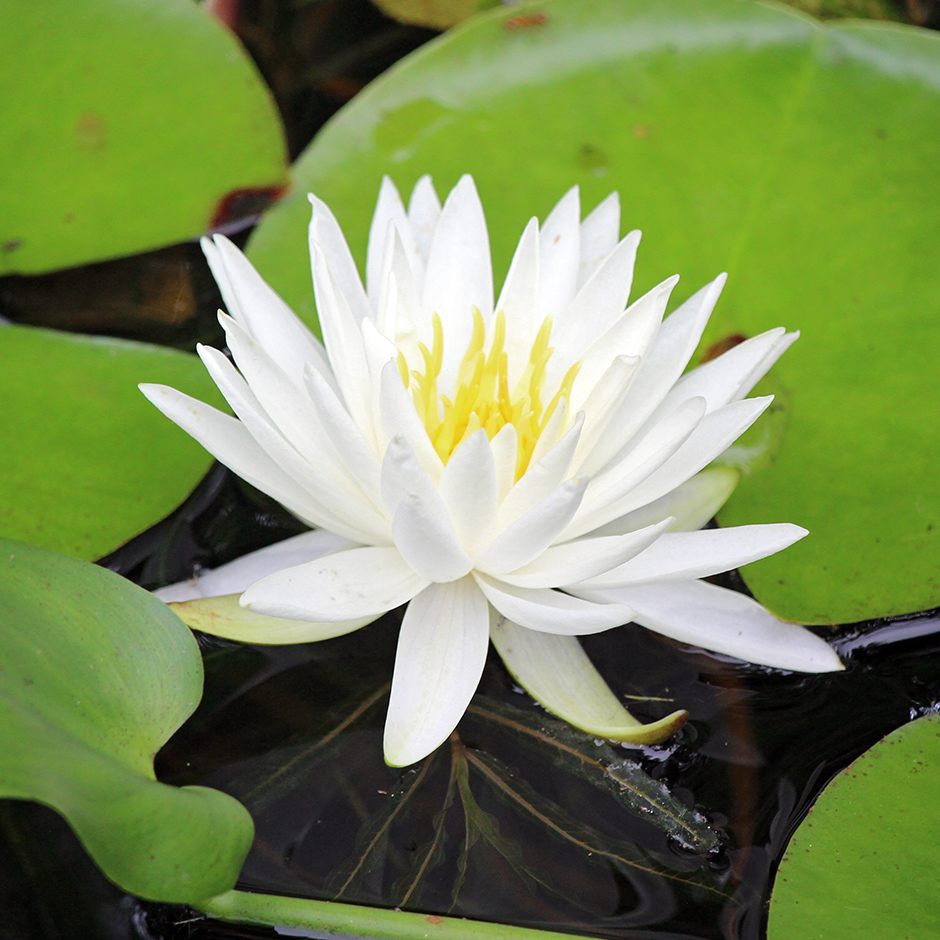 garden-summer-f7_Jul24_940x