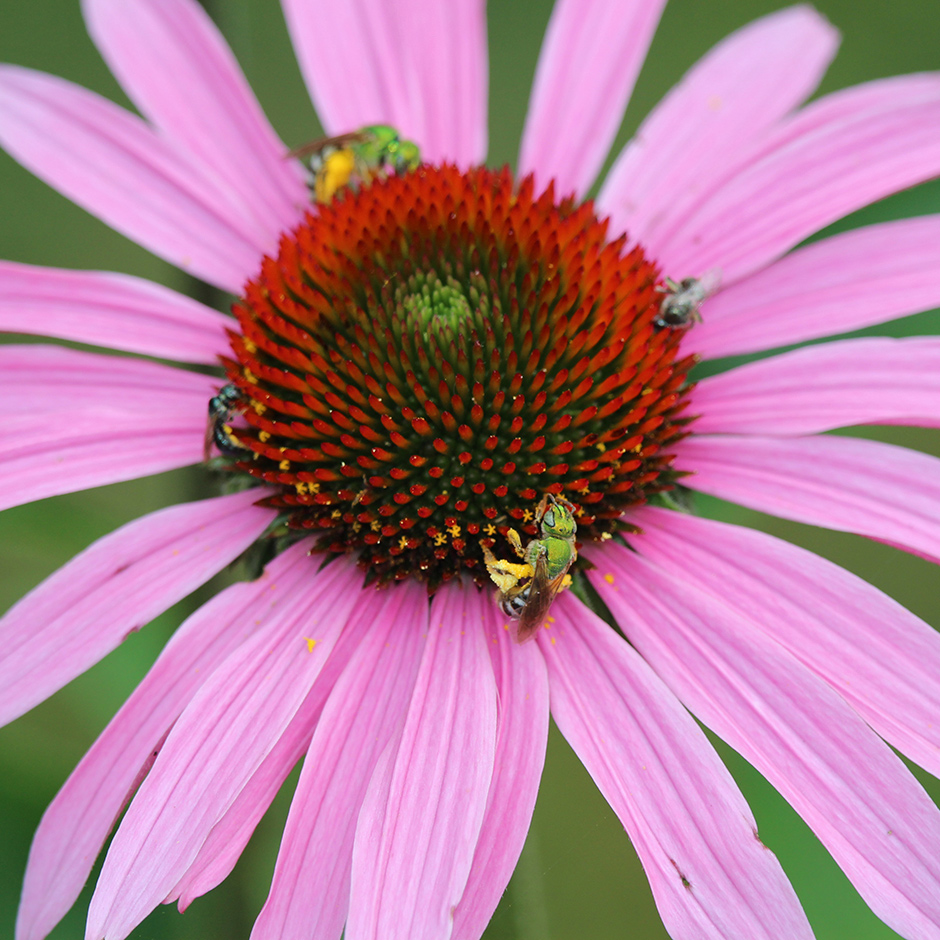 garden-summer-f8_Jul24_940x