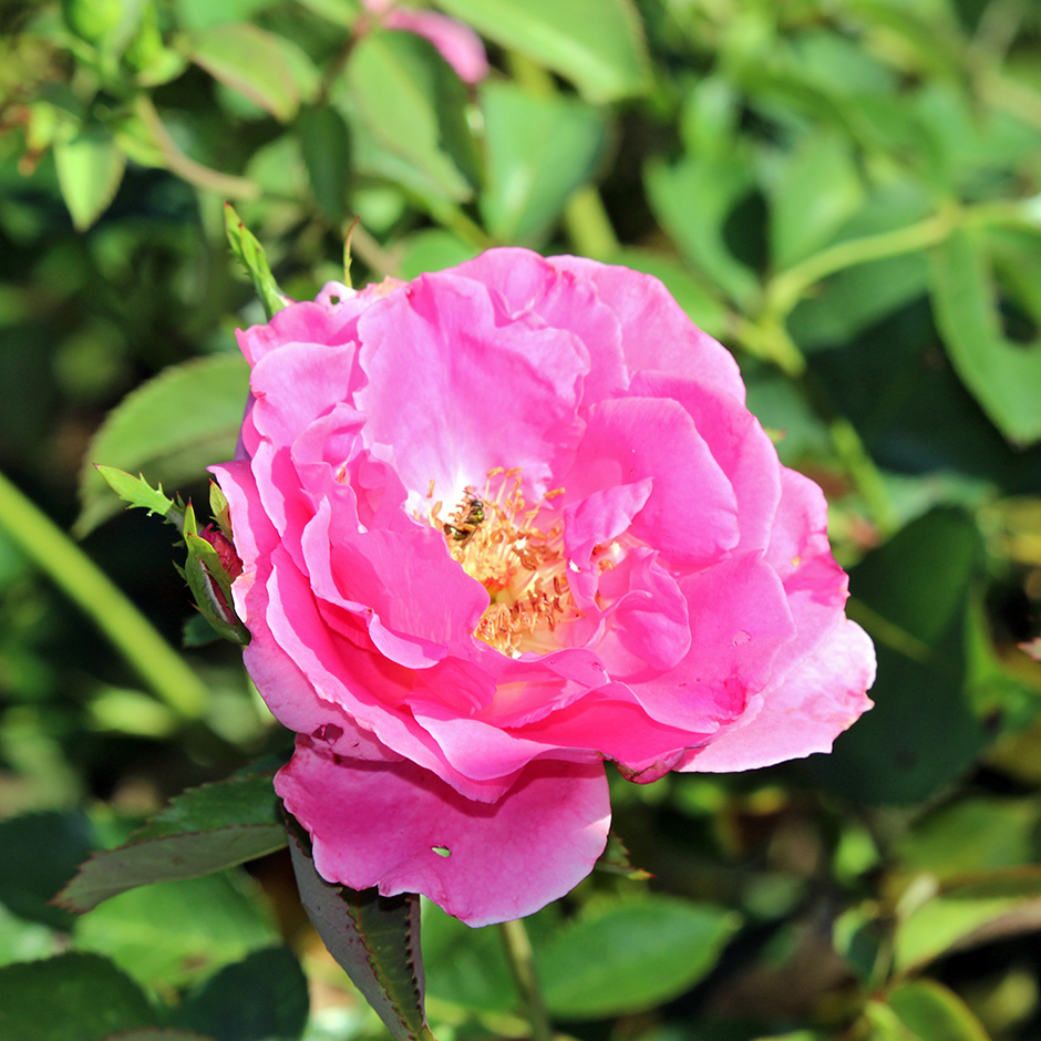 garden-summer-f9_Jul24_940x