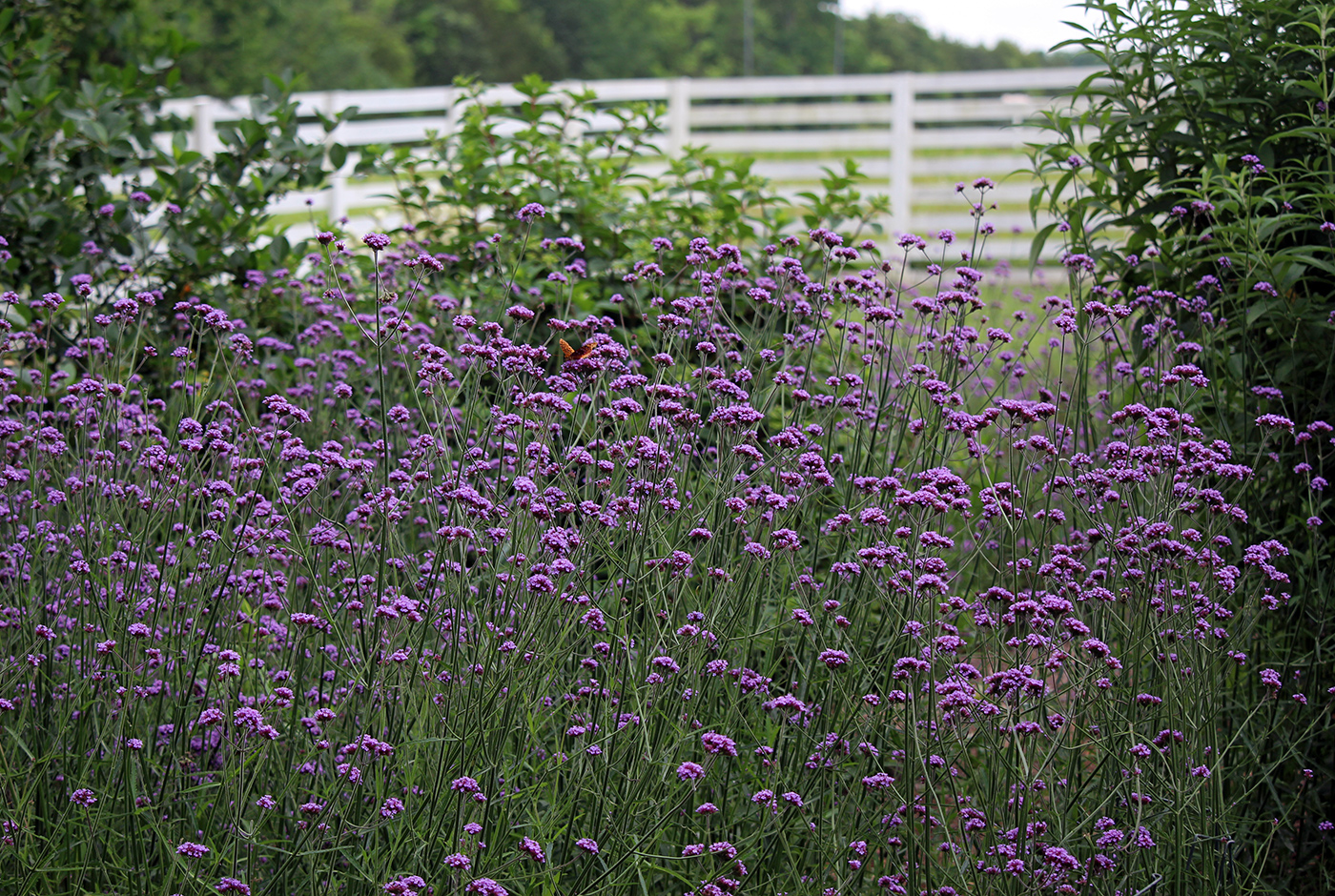 garden-summer-h12_Jul24_1400x940