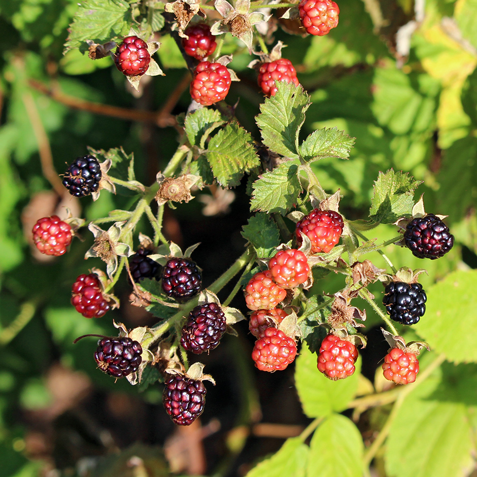 garden-summer-h13_Jul24_940x