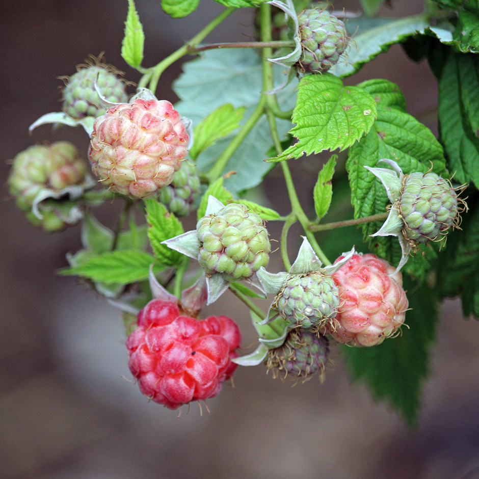 garden-summer-h3_Jul24_940x