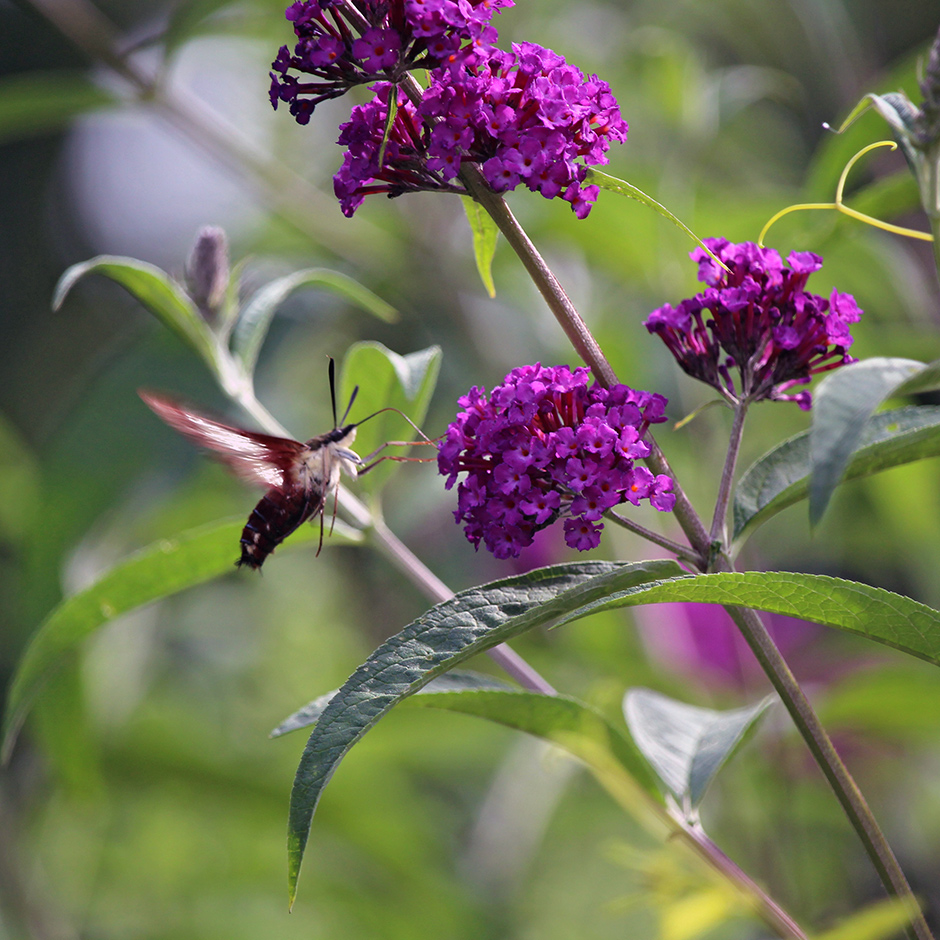 garden-summer-h4_Jul24_940x