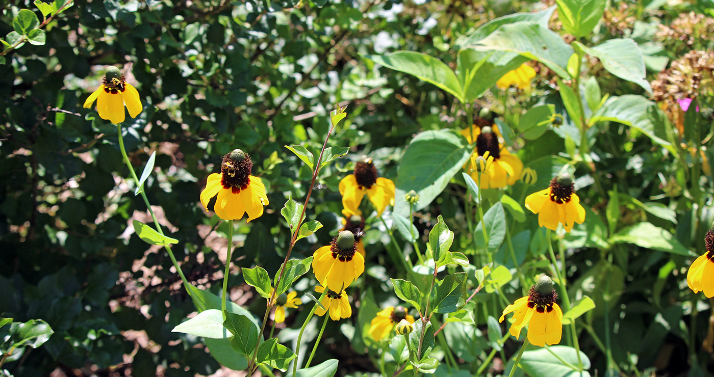garden-summer-h6_Jul24_1400x740
