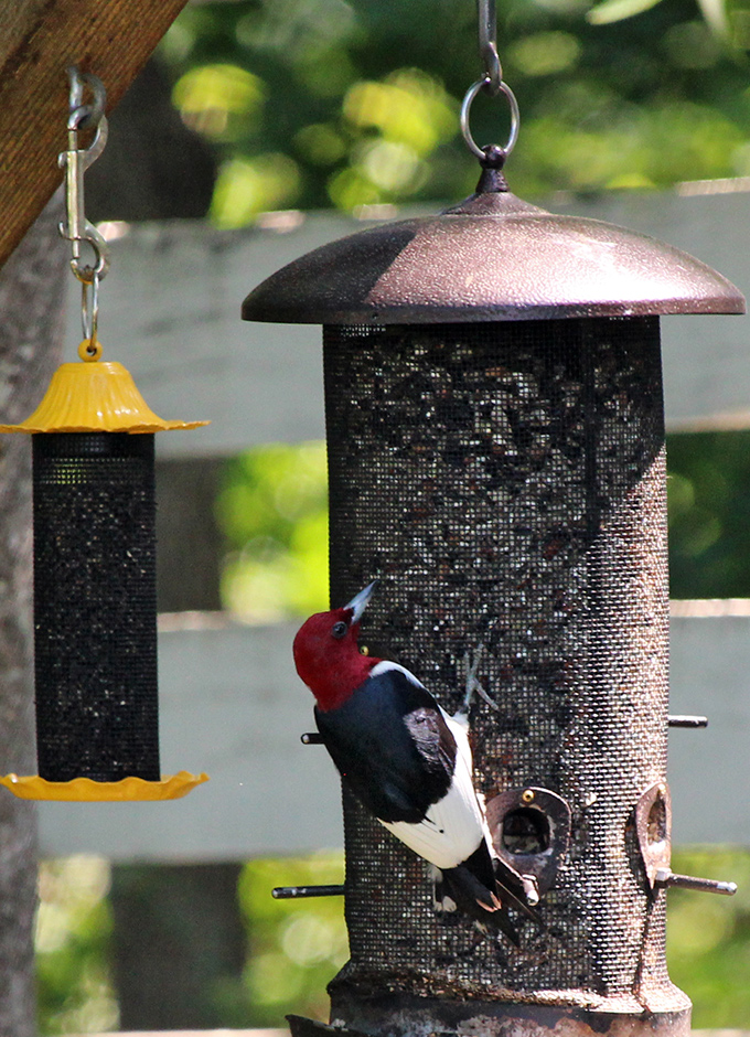 garden-summer-v1_Jul24_600x940