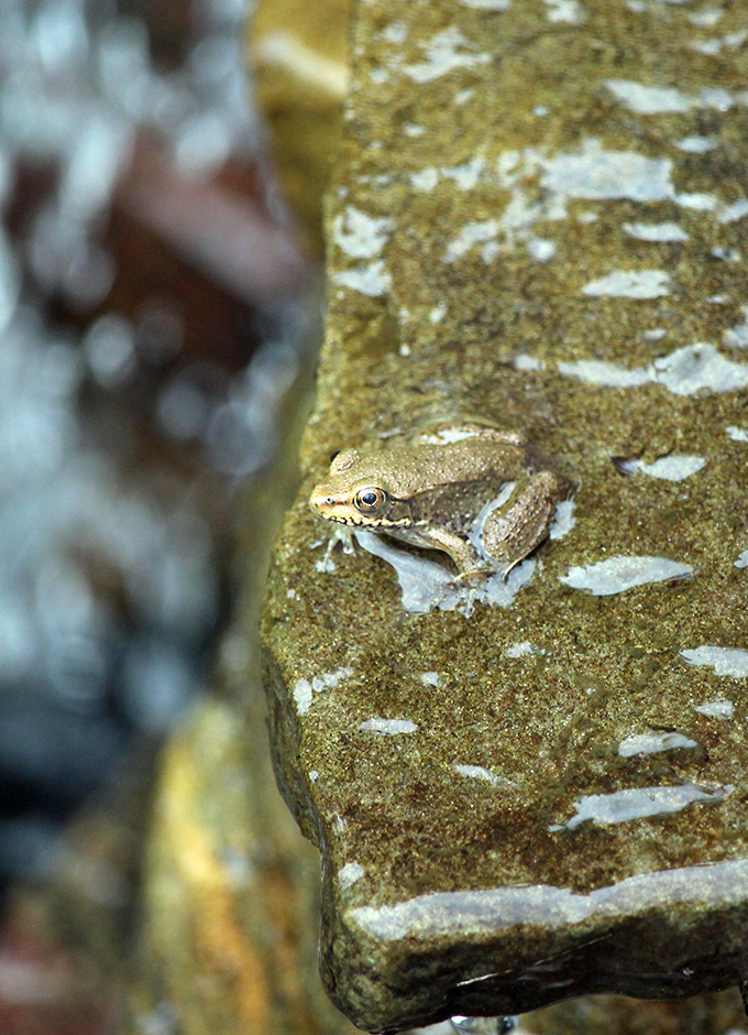 garden-summer-v2b_Jul24_600x940