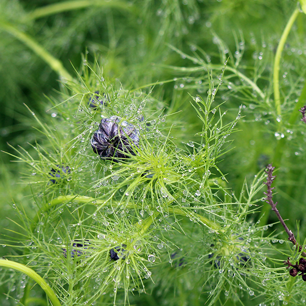 garden-gallery_4Jun24_600x-2