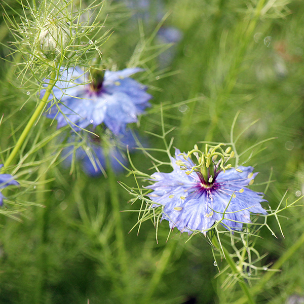 garden-gallery_4Jun24_600x-3
