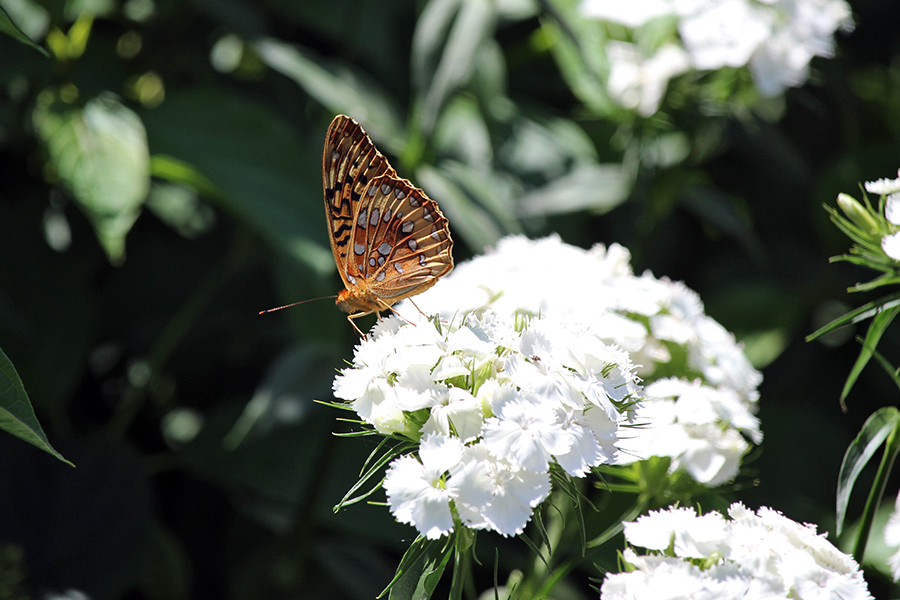 garden-gallery_4Jun24_900-11