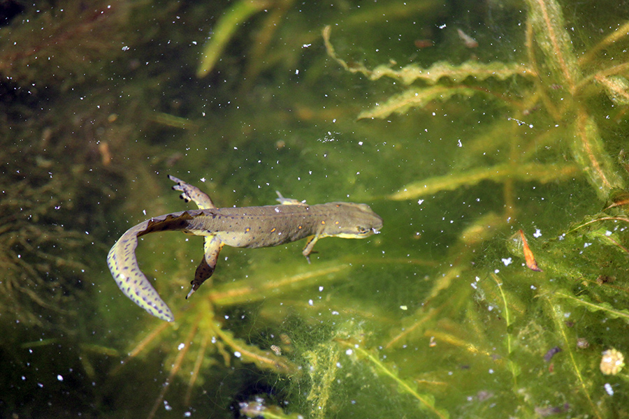 garden-gallery_4Jun24_900-4