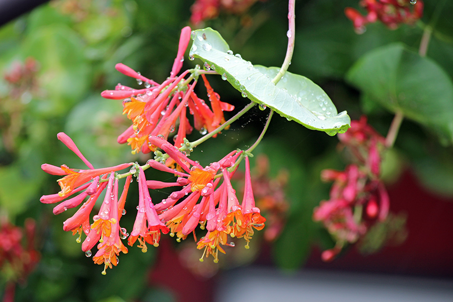 garden-gallery_4Jun24_900-6
