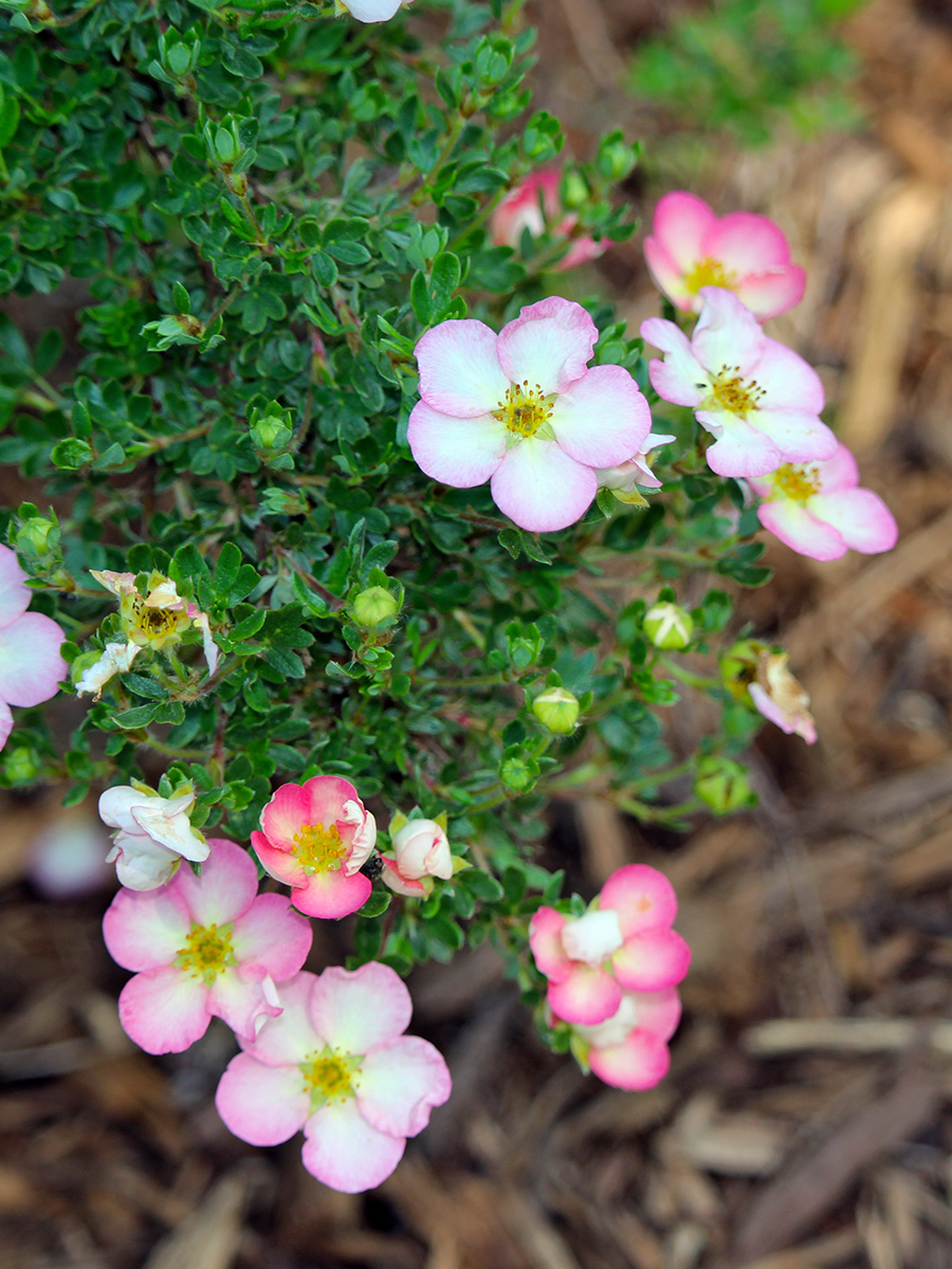 garden-gallery_May24-13