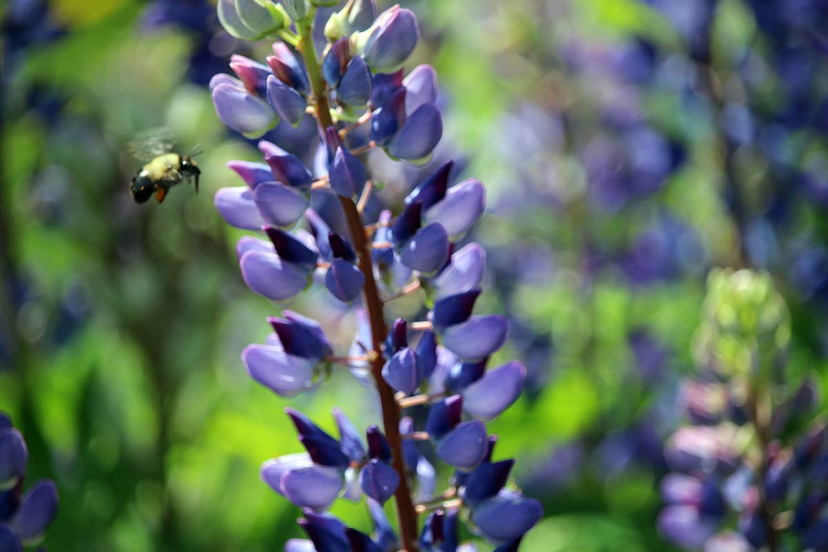 garden-gallery_May24-15