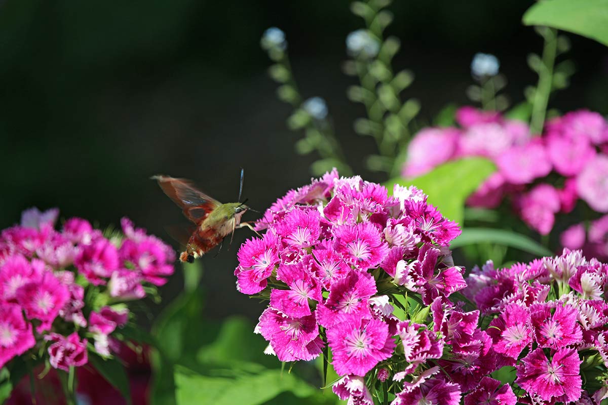 garden-gallery_May24-16