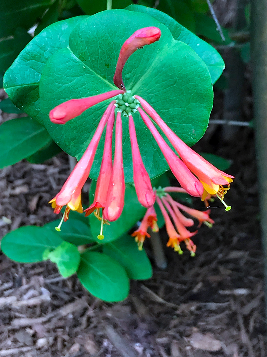 garden-gallery_May24-2