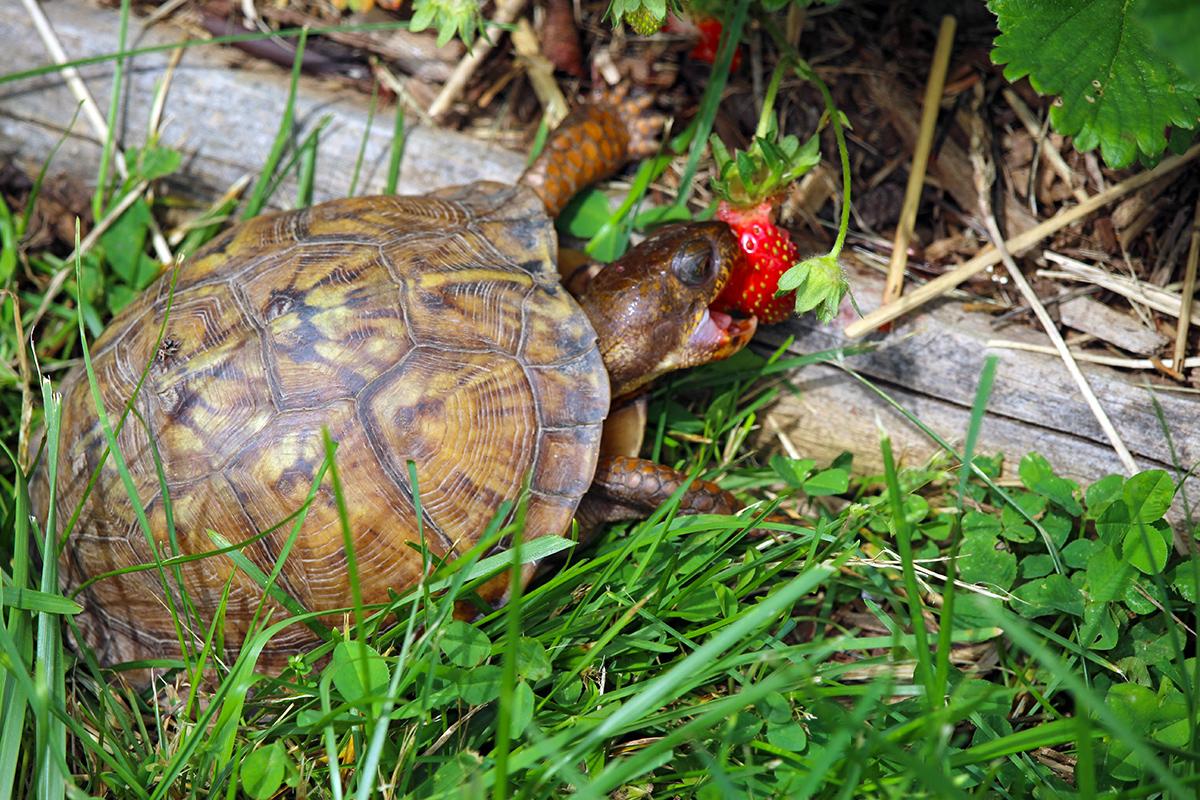 garden-gallery_May24-20