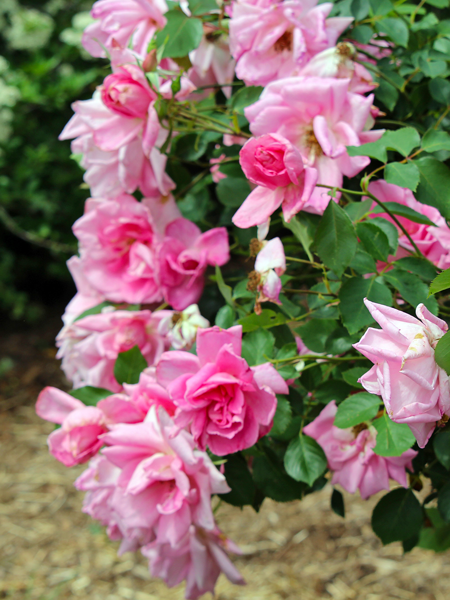 garden-gallery_May24-22