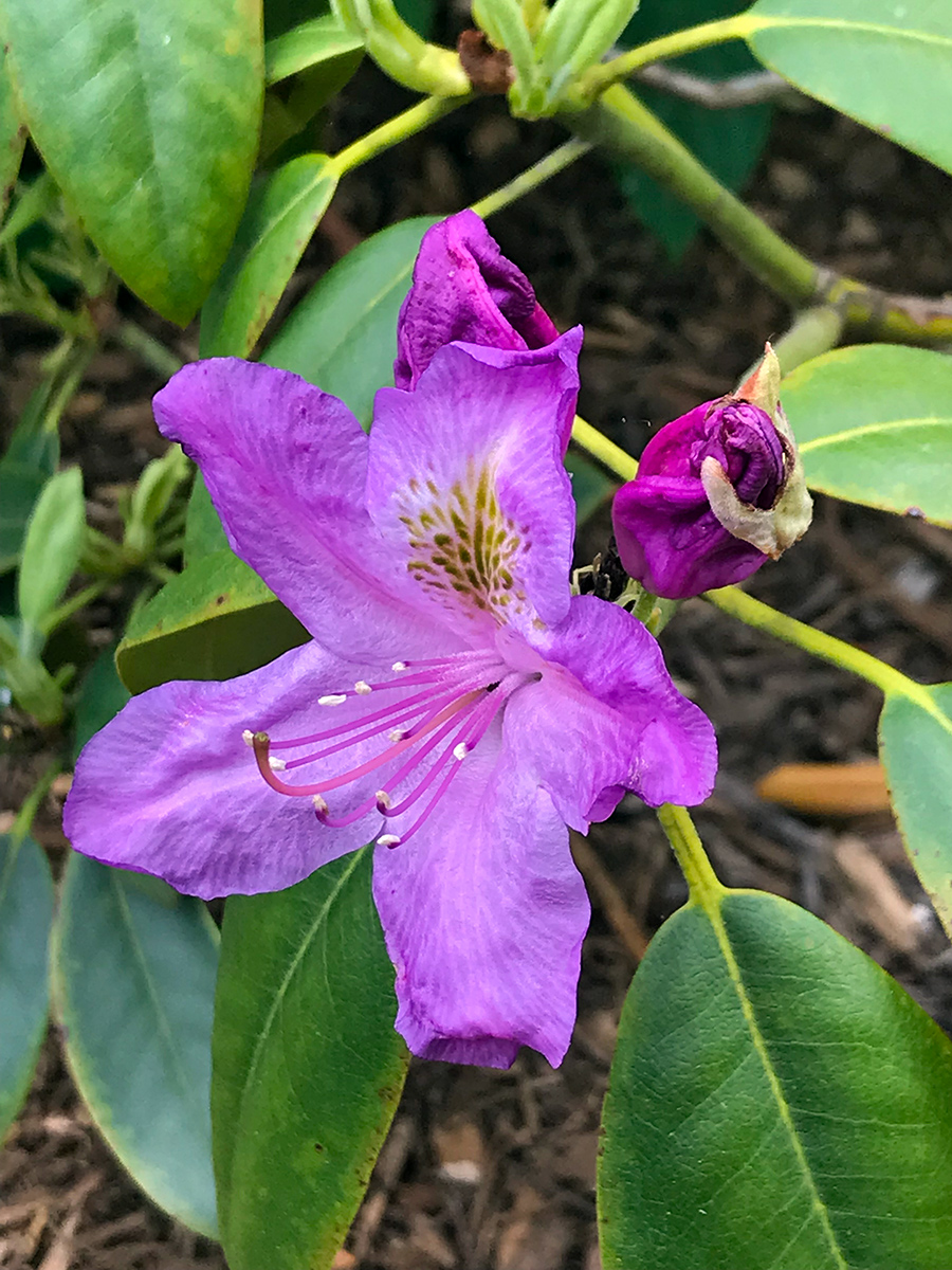 garden-gallery_May24-4