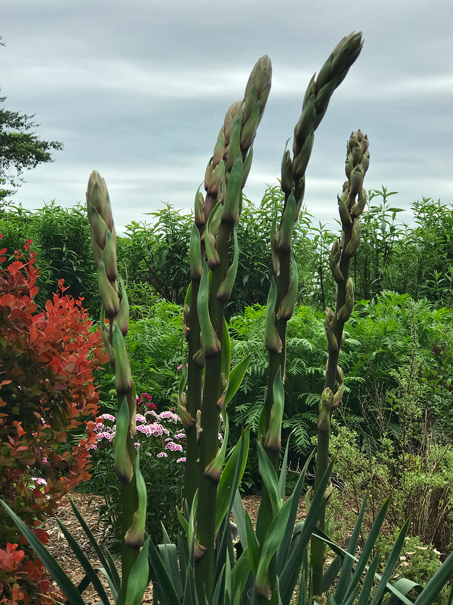 garden-gallery_May24-8