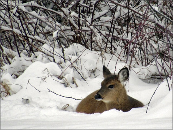 gallery-snow-12_Feb25_600x450