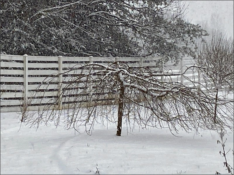 gallery-snow-3_Feb25_800x600