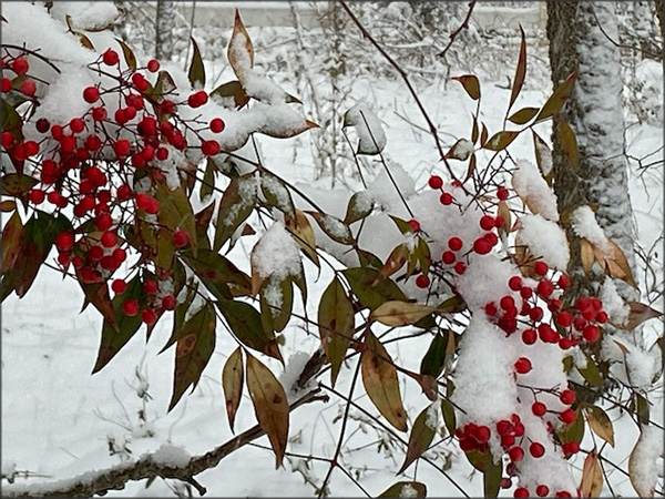 gallery-snow-4_Feb25_600x450