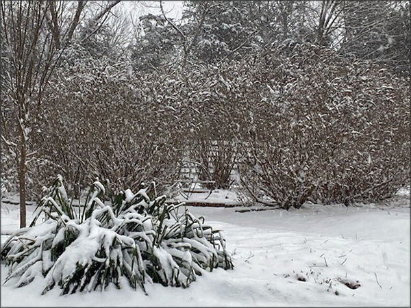 gallery-snow-8_Feb25_600x450