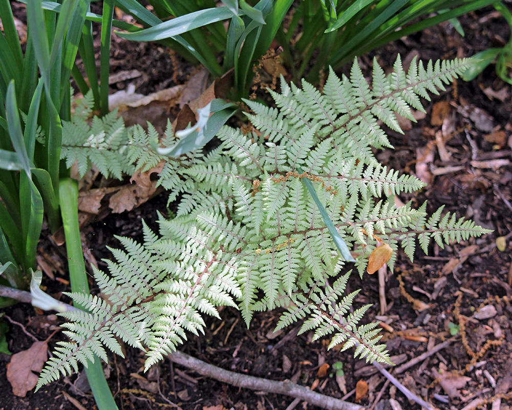 garden-gallery_Apr25_10x8-a