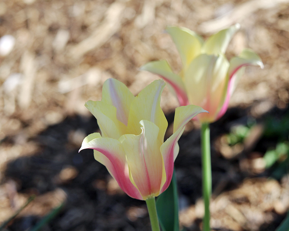 garden-gallery_Apr25_10x8-b