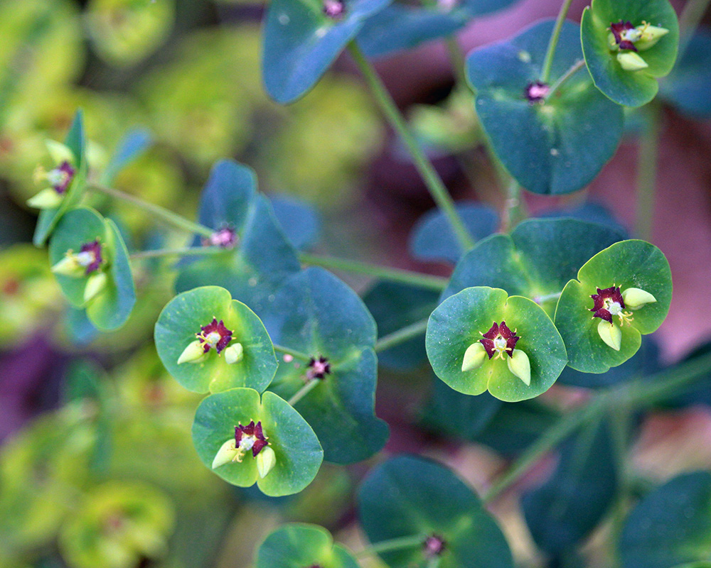 garden-gallery_Apr25_10x8-c