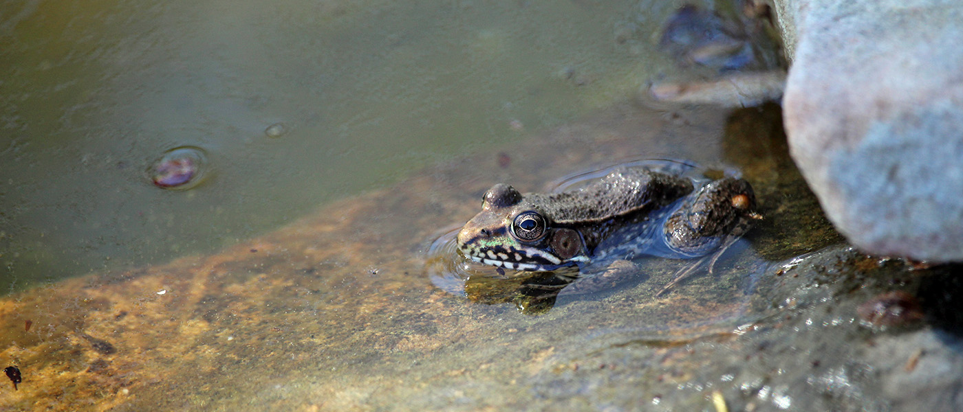 garden-gallery_Apr25_14x6-a