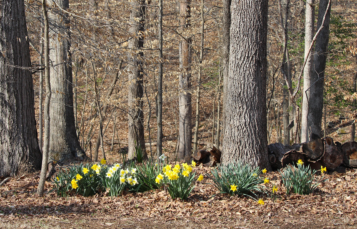 garden-gallery_Apr25_14x9-c