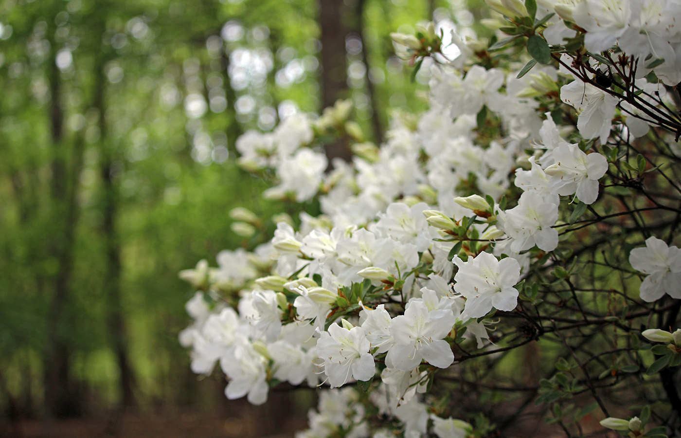 garden-gallery_Apr25_14x9-d