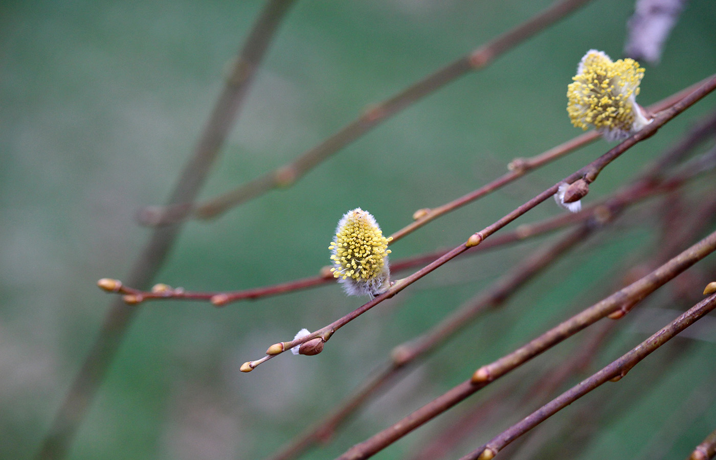 garden-gallery_Apr25_14x9-e