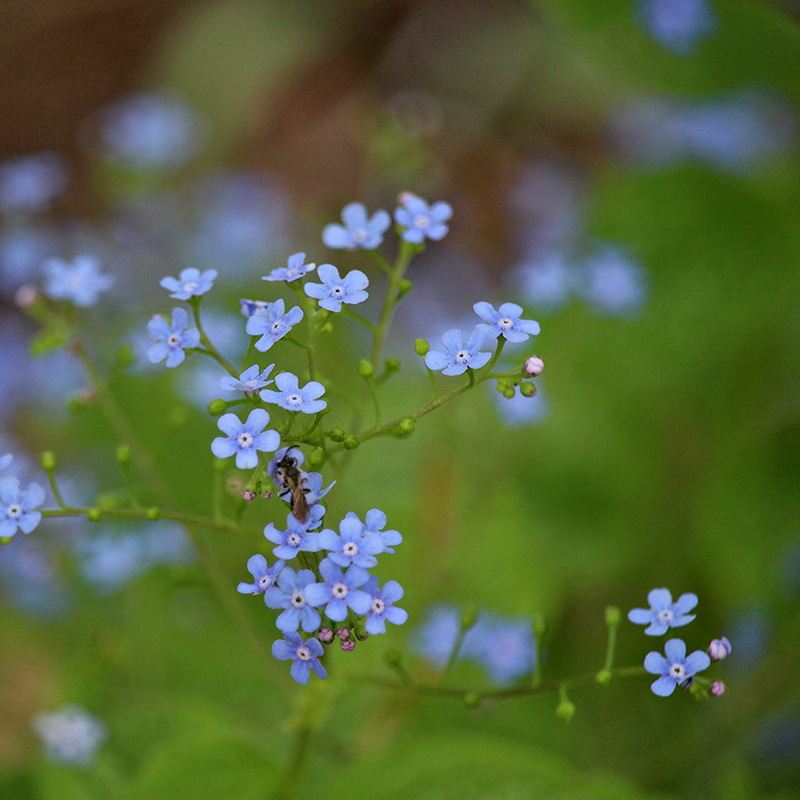 garden-gallery_Apr25_8x8-c