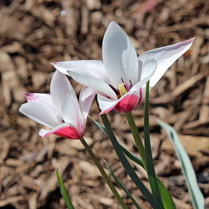 garden-gallery_Apr25_8x8-d