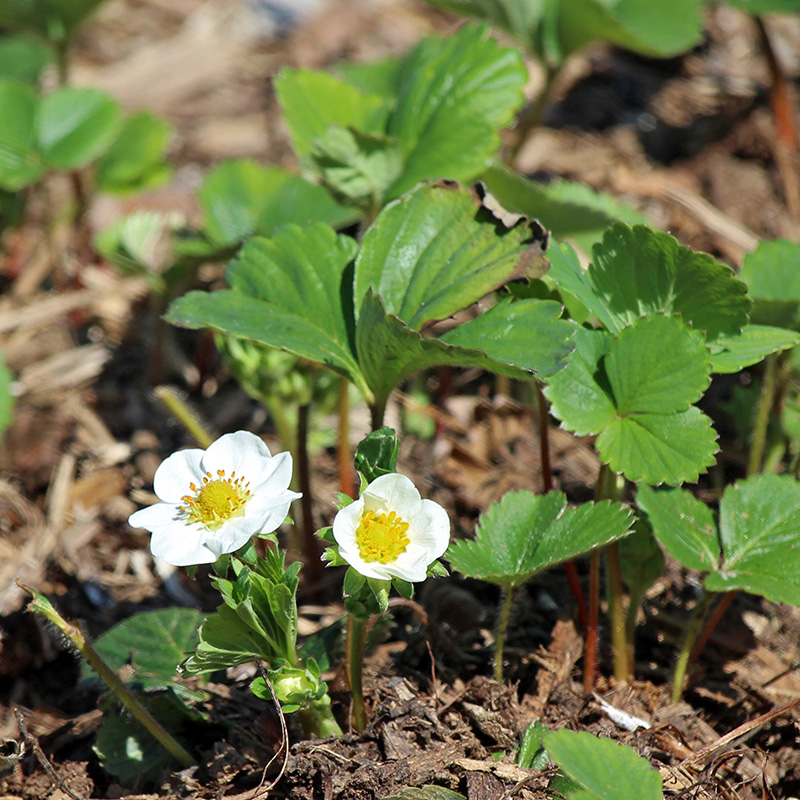 garden-gallery_Apr25_8x8-e