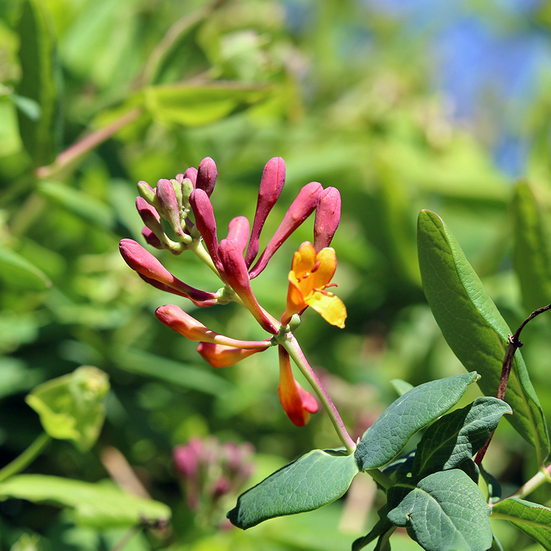 garden-gallery_Apr25_8x8-g