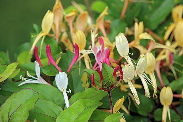 Gallery-a_Jun25_600x400