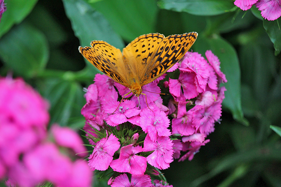 Gallery-a_Jun25_900x600