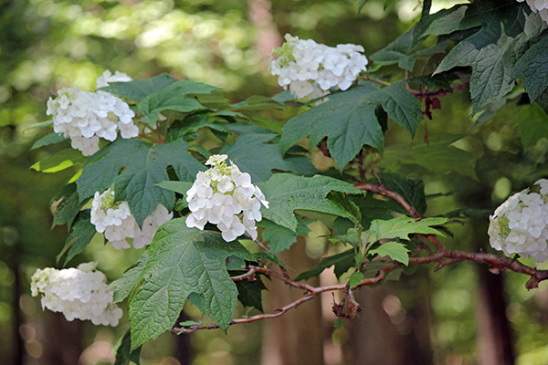 Gallery-b_Jun25_600x400