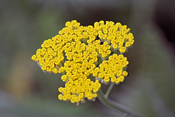 Gallery-c_Jun25_600x400