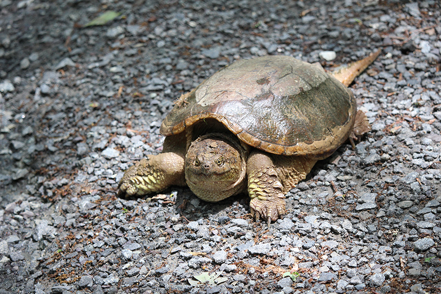 Gallery-e_Jun25_900x600