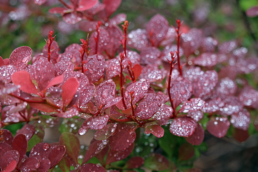 Gallery-j_Jun25_900x600