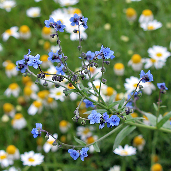 gallery-a_Jun25_600x