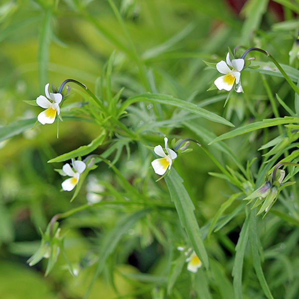 gallery-d_Jun25_600x